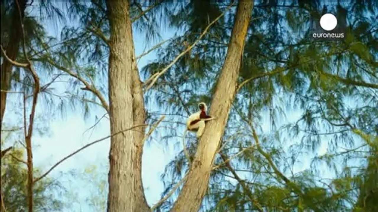 "L'île des lémuriens : Madagascar"