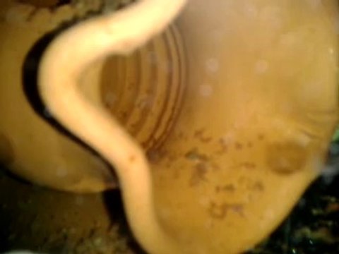 apisto ve yavruları