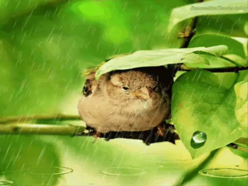 Selma İstanbullu-Bana Felek Vurmuş Birde sen vurma.