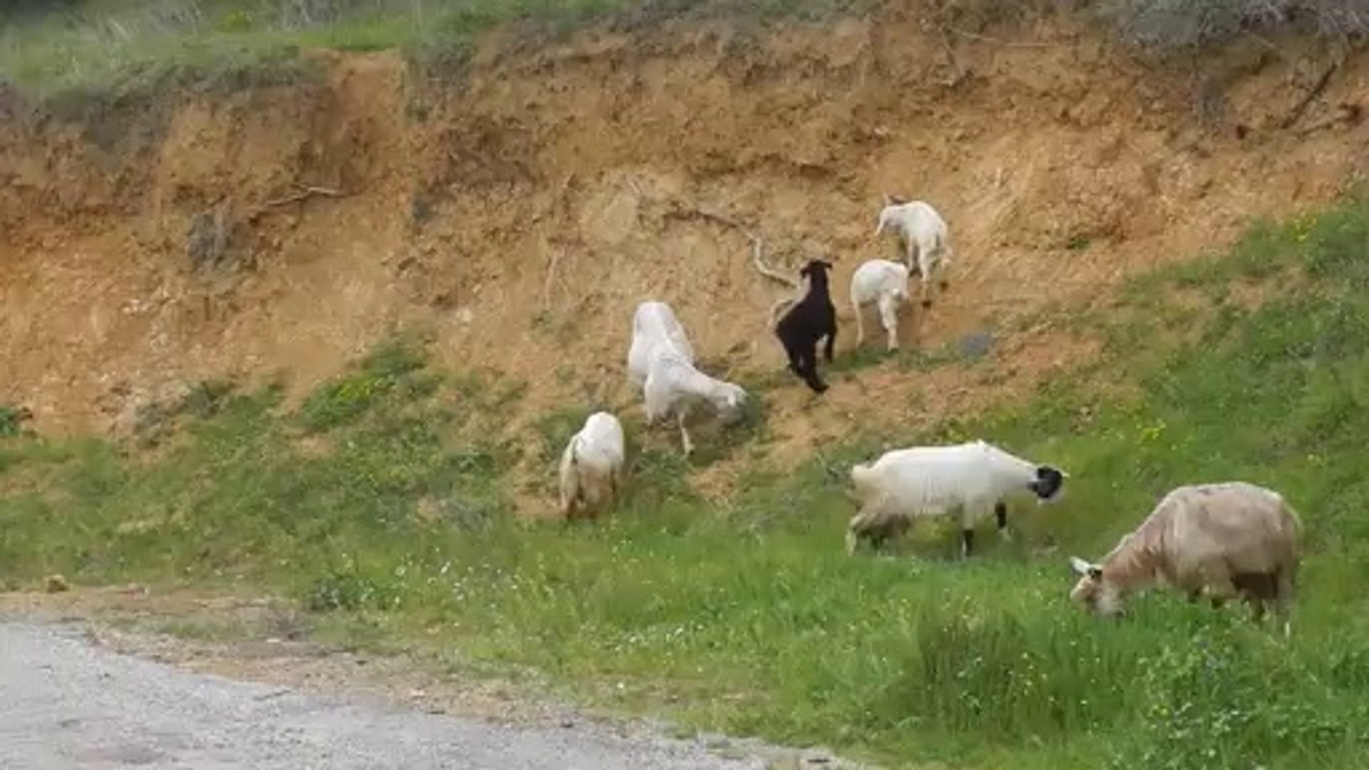 ⁣Goats of Mount Ida
