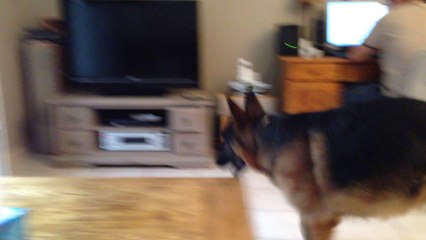 Berger allemand, Goustan, ferme la porte!