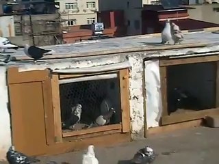 filo-guvercinleri-hatay-iskenderun