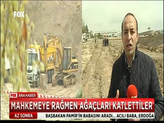 Mahkeme kararına rağmen ağaçları böyle katlettiler