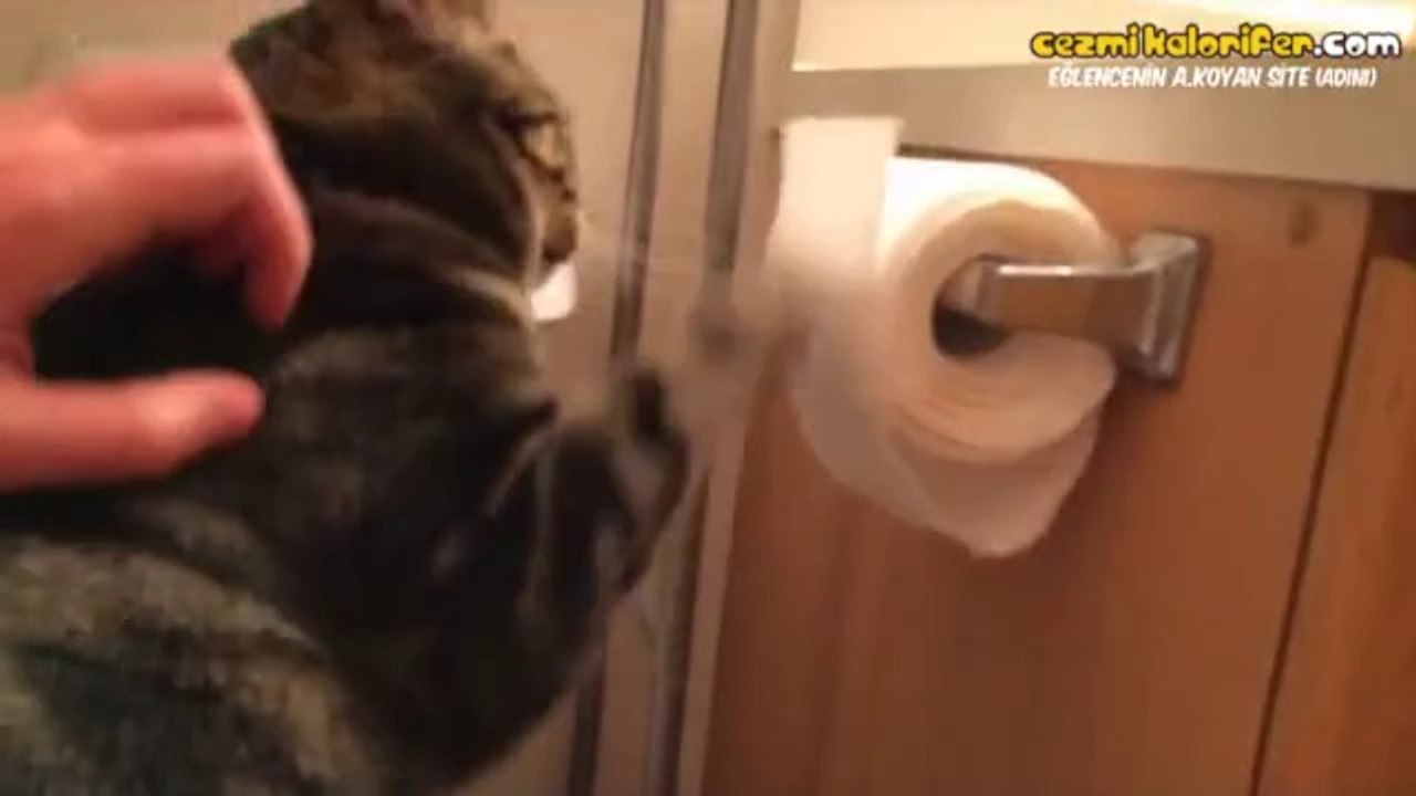 Tuvalete "kedi girdi!"