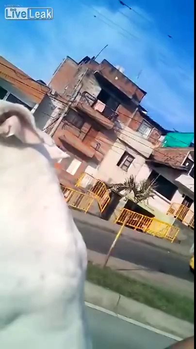 Gözlerinize İnanamayacaksınız.. Motor Süren Köpek!