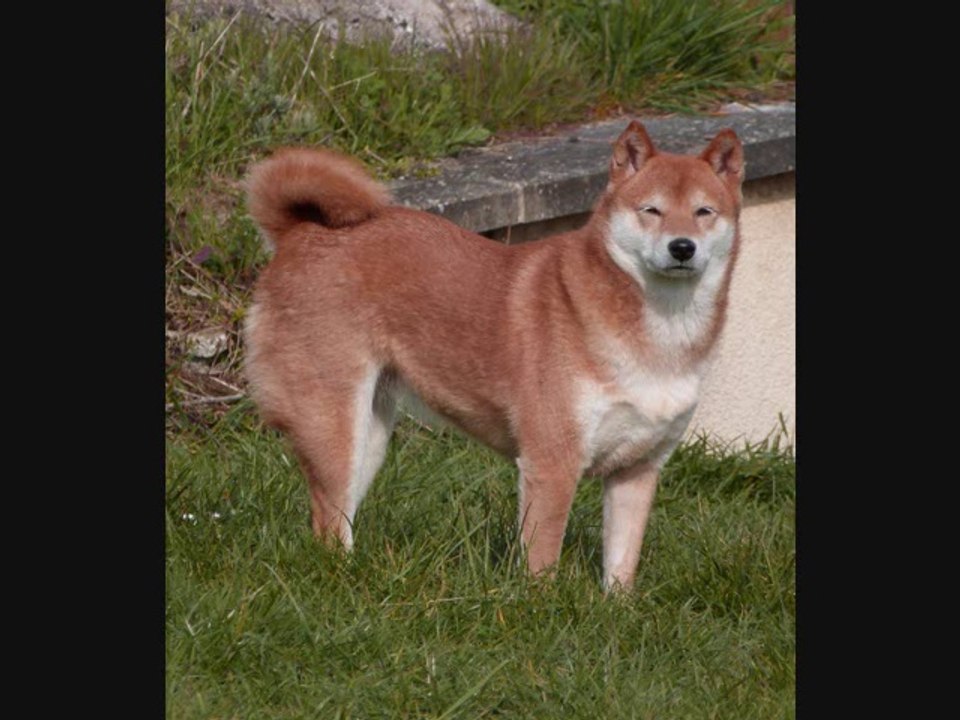 Kami Miko No H'Aiichiro 2 ans