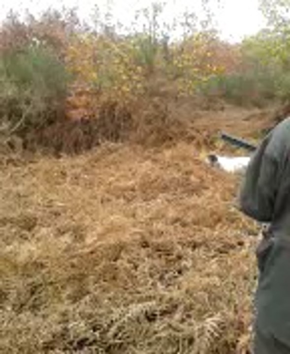 chasse à la bécasse