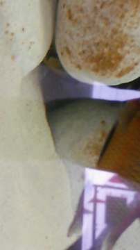 Tropheus-ANKARA,İlangi Çiftleşme