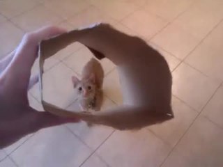 Un chat saute dans une boite