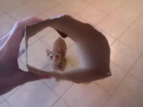 Un chat saute dans une boite