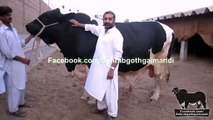 Amir Dilpasand Cattle Farm Bull For 2014