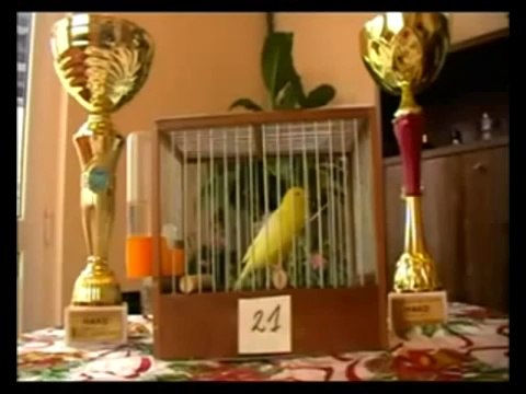 # Kenari Juara Nasional 2014 Gacor Kenari Gacor Juara 1 Nasional af f1Yorkshire_lokal_isian_holland