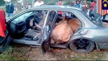 Rustlers stuff four cows in a modified proton wira