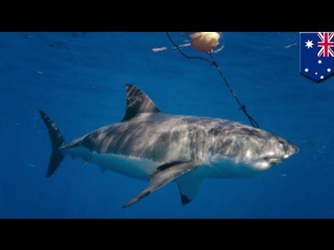 Shark culling: Australia to use baited drum lines to kill sharks