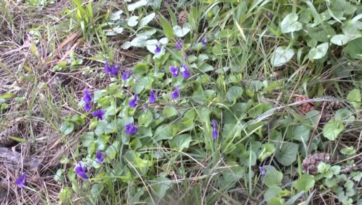 LES  W-D.D. MICHOU NEWS - 4 MARS 2014 - PRINTEMPS SUR LE CHANTIER DU STADE NAUTIQUE - ARRACHAGE D'UNE HAIE....