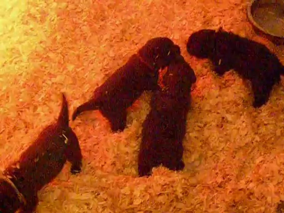 Sortie au chenil pour les chiots de Fidji