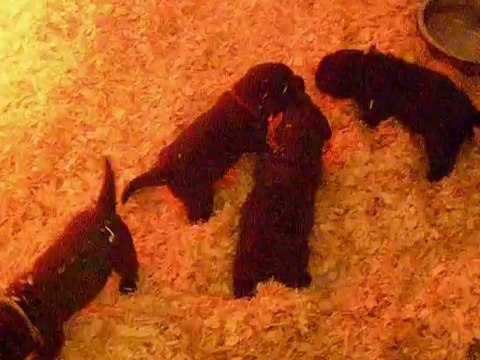 Sortie au chenil pour les chiots de Fidji