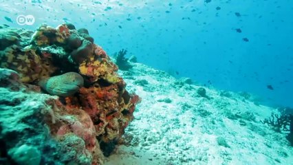 Un rico mundo submarino en peligro | Global 3000