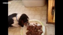 Artistik hareketlerle yemek yiyen yavru köpek