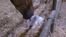 Cat and Horse hug... so cute!