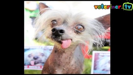 Dünya'nın En Çirkin 5 Köpeği