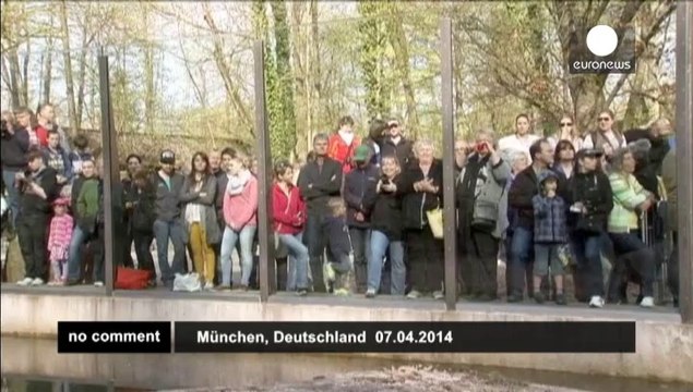 Polar bear twins get named in Munich