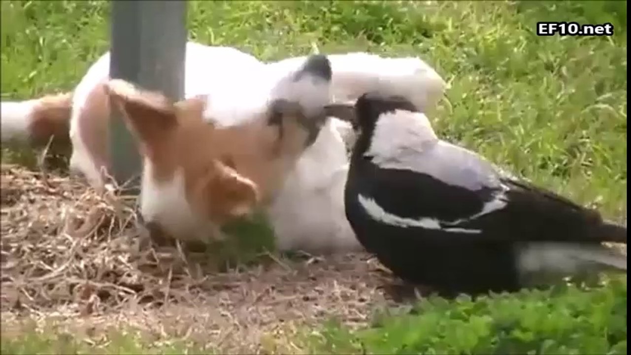 karga ile köpeğin dostluğu