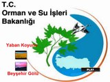 Orman ve Su İşleri Bakanlığı Yaban Koyunu & Beyşehir Gölü