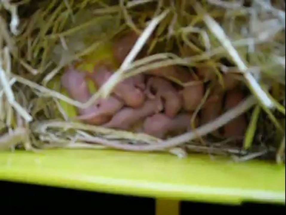 souris blanches