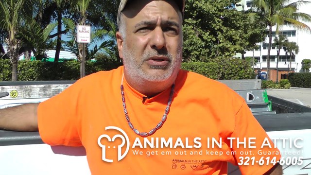 Rat Infestation Removal Wildlife Control Animals In The Attic Brevard