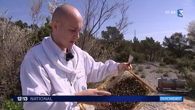 Des abeilles-sentinelles pour contrôler la qualité de l'air
