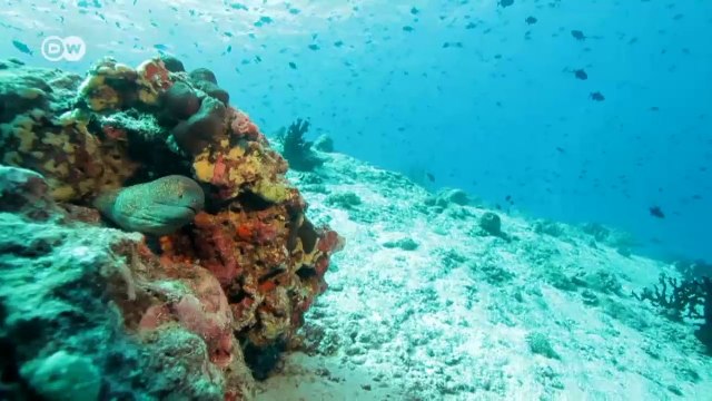 Maldives: Rain Forests of the Seas | Global 3000