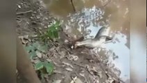 Alligator tries to eat an electric eel,and gets Electricity Shock