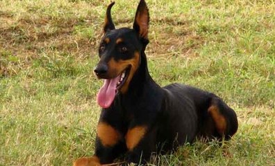 Le Doberman : Origine, standard, personnalité, aptitudes, éducation