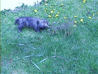 Jaudy m'aide à désherber