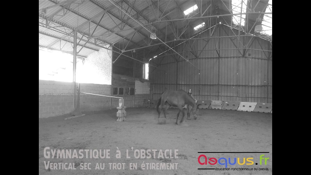 Gymnastique sur Vertical sec au trot