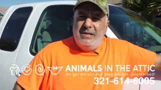 Rats, Animal infestation & removal in your Commercial property Brevard County FL