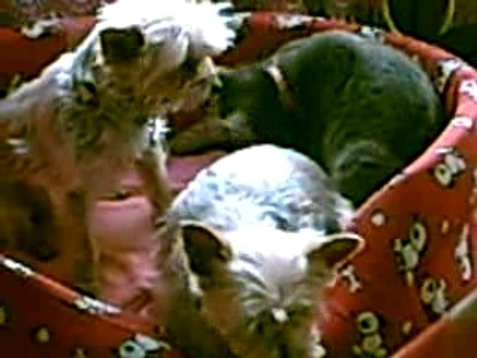 Isis, la chatte, avec Océane et Rubis.