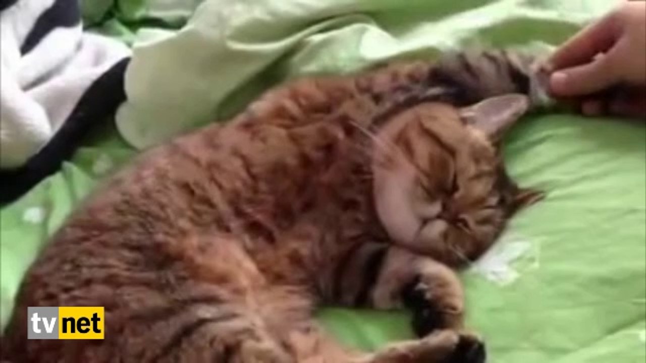 Uykusu ağır kedi