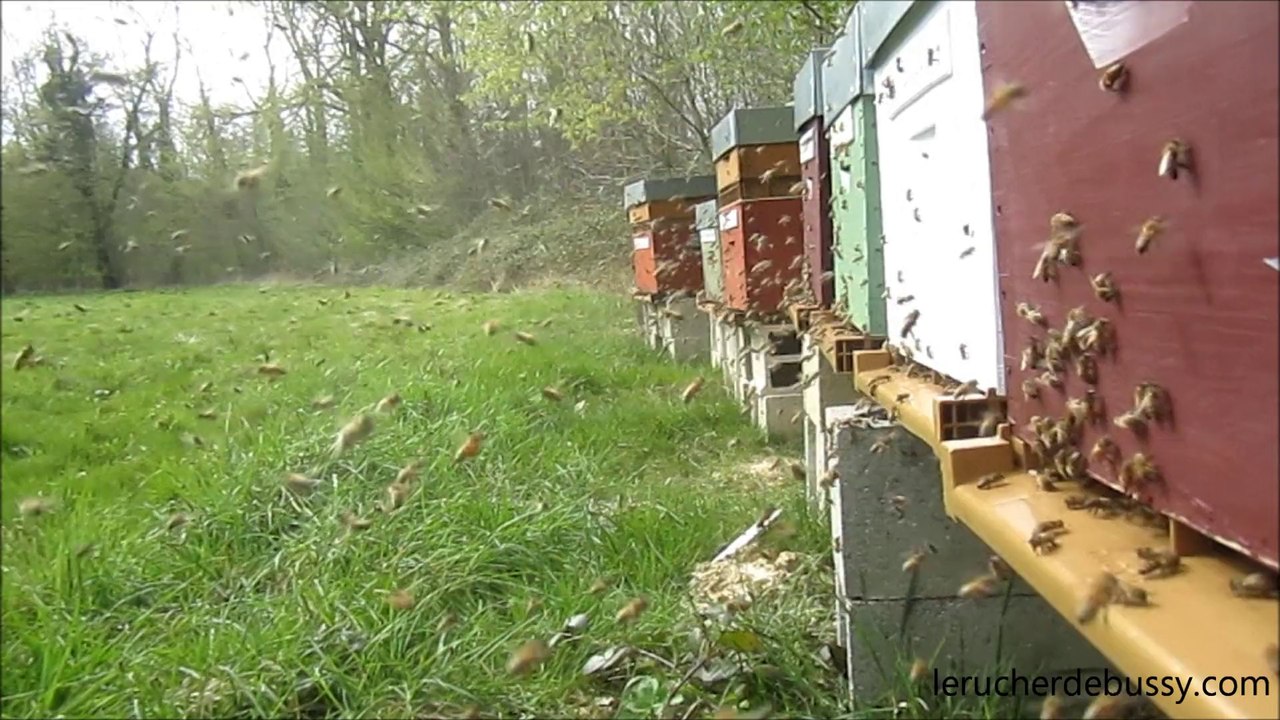 miellée de printemps