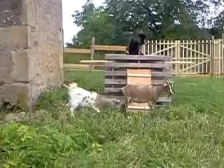 chevre naine et les poussins