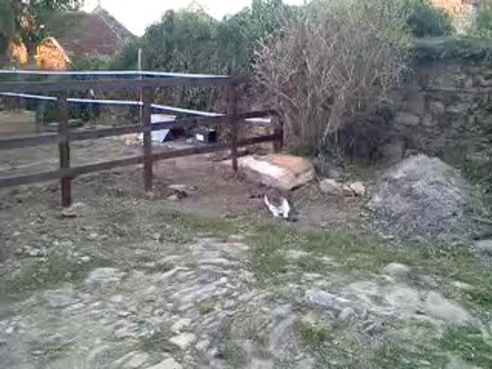 chat qui joue avec une taupe