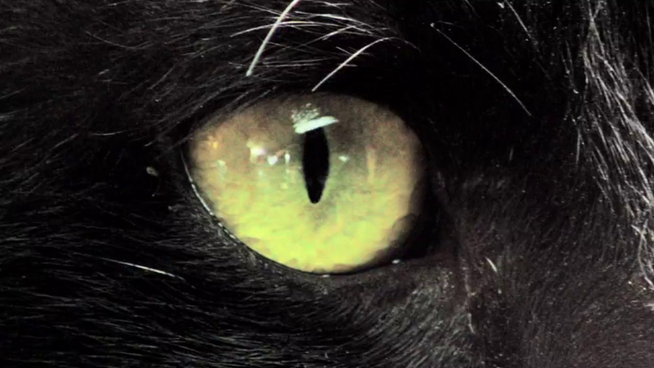 Preventivo La Gata