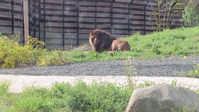 Visite guidée du nouveau Zoo de Vincennes dans les coulisses de l'ouverture