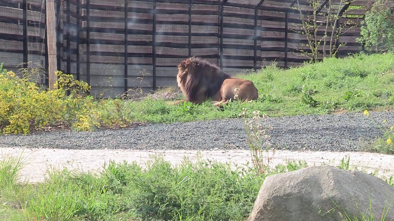 Visite guidée du nouveau Zoo de Vincennes dans les coulisses de l'ouverture