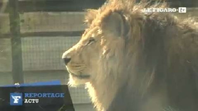 Au nouveau zoo de Vincennes, le visiteur devient explorateur