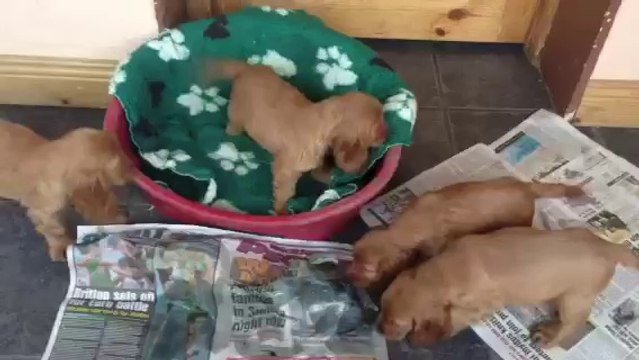 Riverside Shih Tzu Puppies and Cocker Spaniel Puppies for Sale