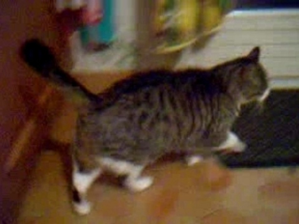 chat