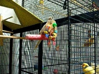 Praline joue, Phénix siffle