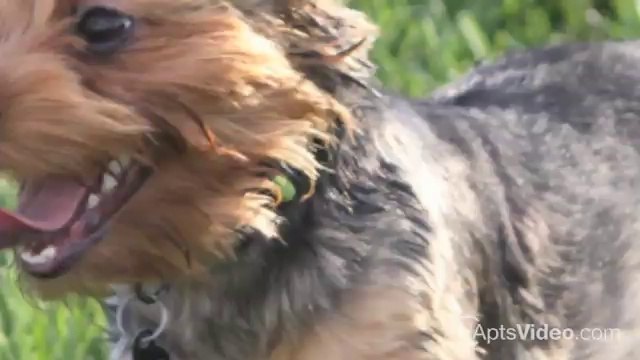 The Myrtles at Olde Towne Apartments in Portsmouth, VA - ForRent.com